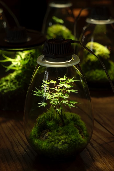 带灯的透明玻璃玻璃玻璃容器中的绿色植物